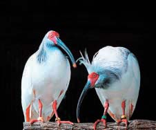 Red-crowned Crane - Nipponia nippon