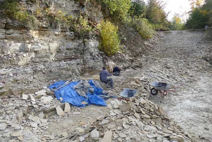 Excavation area of the brittle star fossil in Germany