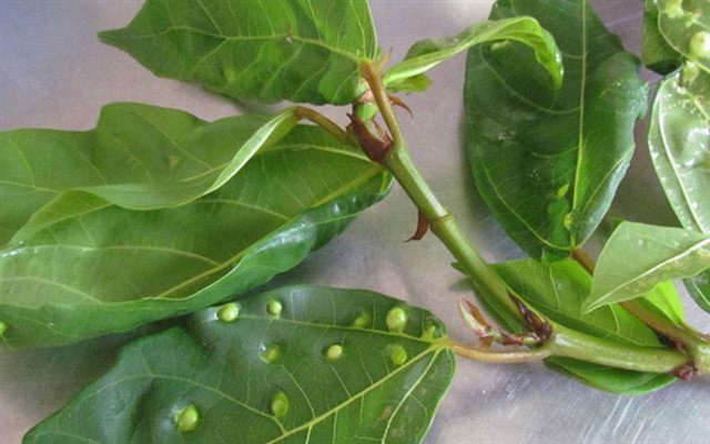 In Traditional Chinese Medicine, fig leaves with bumps are considered better than normal leaves.