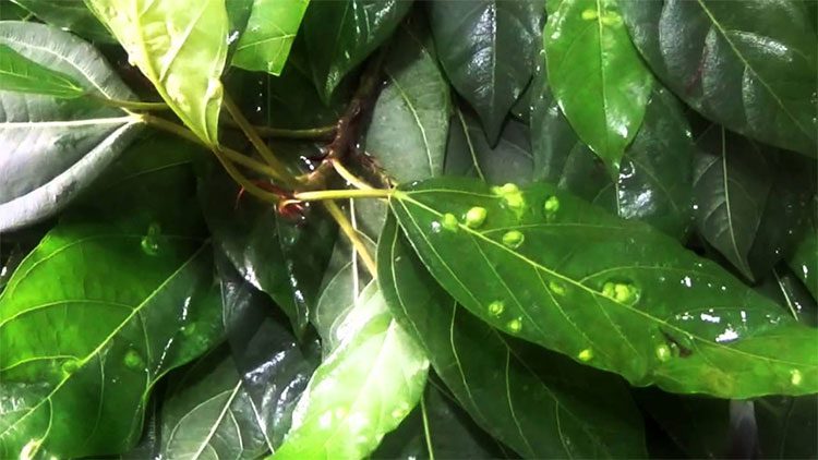 Fig leaves with wart-like bumps are known as deformed fig leaves.