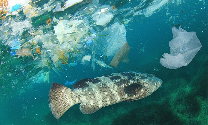 Plastic pollution in the ocean.