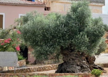 olive tree 3000 years old still bearing fruit 102288