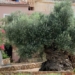 olive tree 3000 years old still bearing fruit 102288