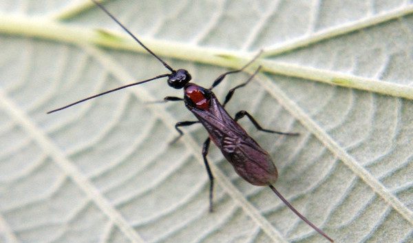 Braconid Wasps