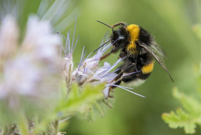 Native Bee