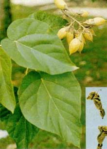 Paulownia fortunei Tree