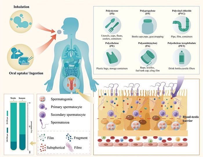 How microplastics cross the blood barrier of the testes.