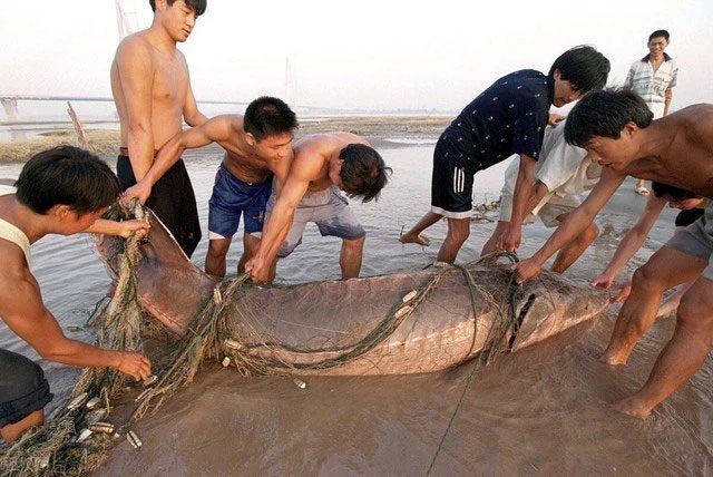 Releasing a Chinese sturgeon caught in the Yangtze River basin in August 2000.