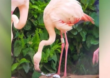 pink 70 years old first time egg laying when finding soulmate 134694