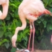 pink 70 years old first time egg laying when finding soulmate 134694