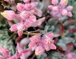plants also know 3934