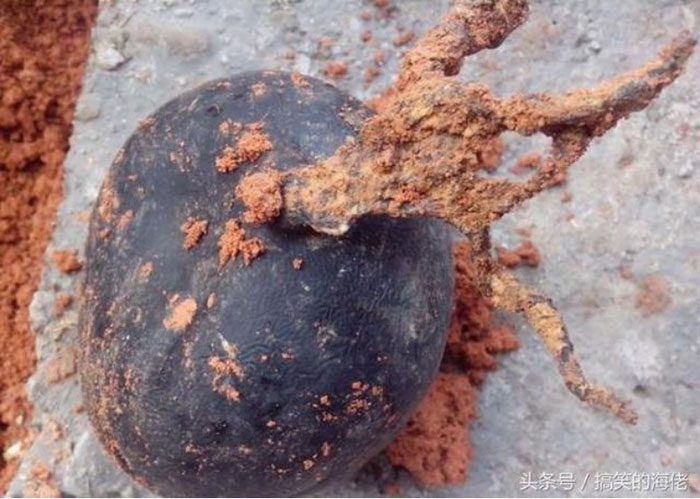 "The ball" the farmer found is called Cordyceps, a rare medicinal herb.