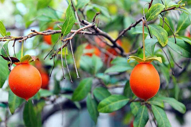 Persimmon Tree has both male and female plants; only the female produces fruit.