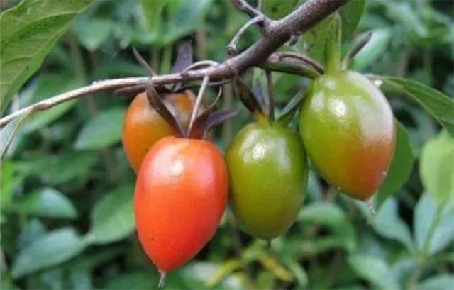 Persimmon fruit starts green and gradually turns orange-red when ripe.