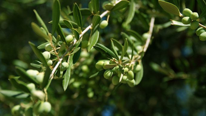 The olives from this region are considered the best in the world.