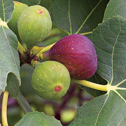 Figs