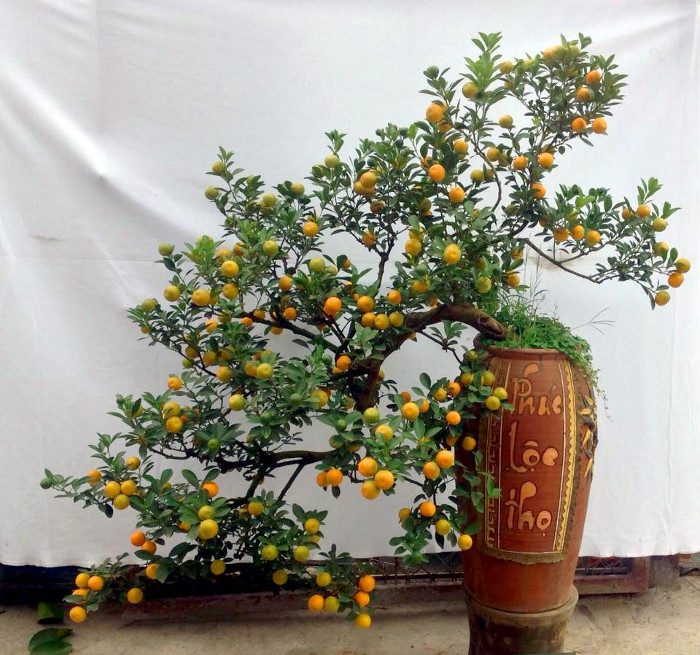 A beautiful bonsai kumquat tree for Tết.