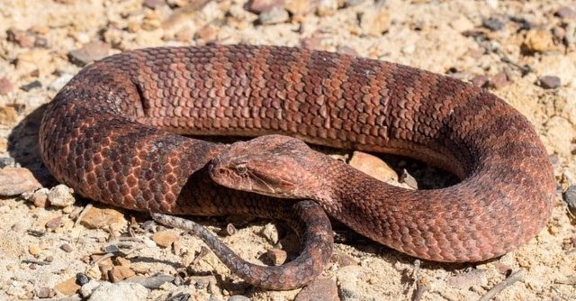 Common Death Adder - The Fastest Striking Snake in Australia