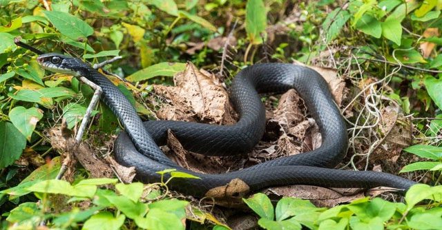 Southern Black Racer - The Fastest Non-Venomous Snake in the World