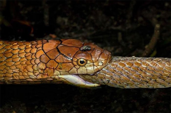 Although king cobras are occasionally found in natural areas in Singapore