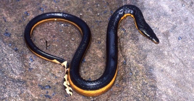 Yellow-Bellied Sea Snake - The Fastest Snake Underwater