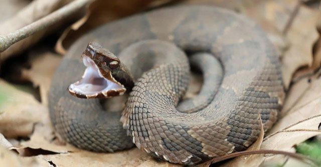 Cottonmouth - The Fastest Striking Snake in America