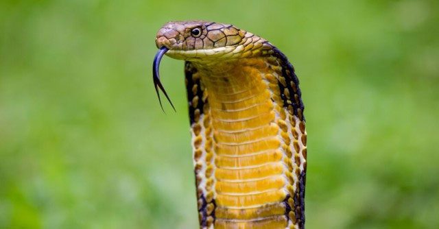 King Cobra