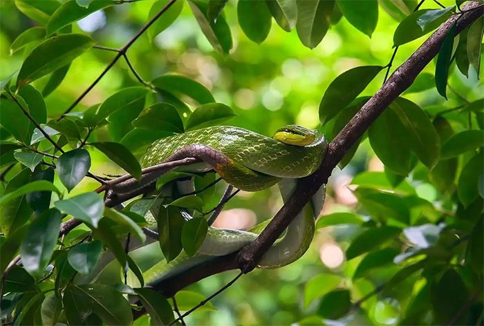 The Oriental Whip Snake often lives in trees and tries to evade humans