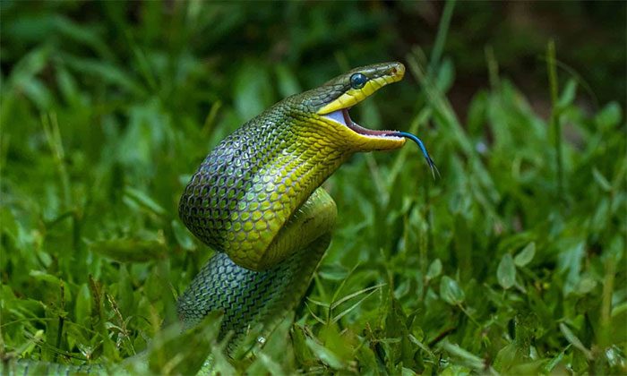 Defensive posture of the Oriental Whip Snake