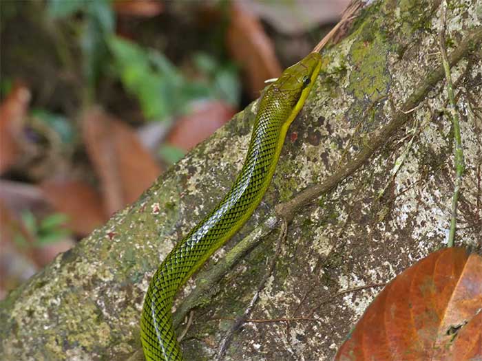 The Oriental Whip Snake has an indistinct head and body