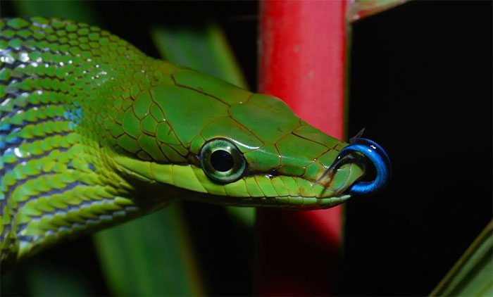 The Oriental Whip Snake has a unique blue tongue