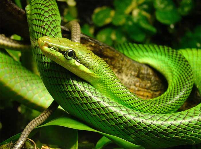 The Oriental Whip Snake is chosen as a pet by many