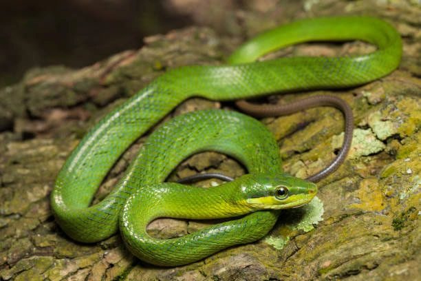 The Oriental Whip Snake has a green body and a red tail