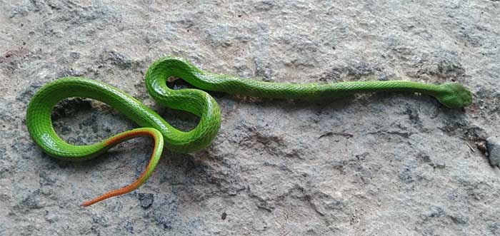 While the red-tailed green snake has a triangular head clearly distinct from its neck