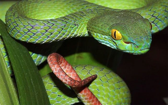 Red-tailed Green Viper