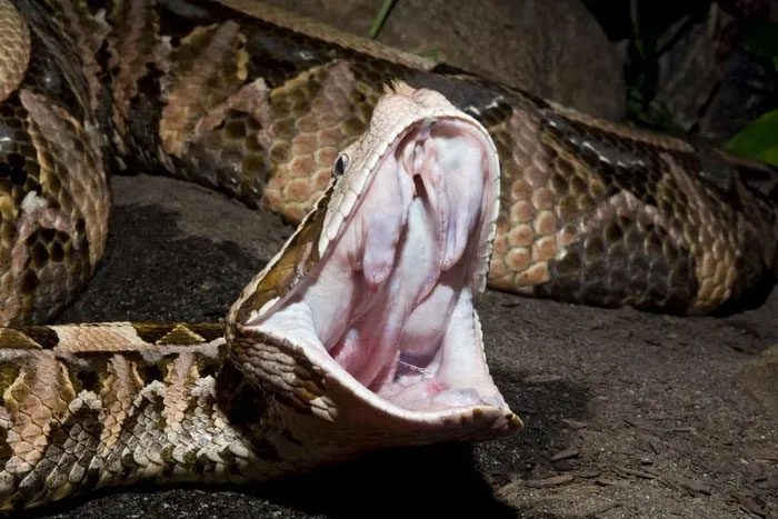 A Gaboon viper from West Africa.