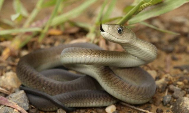 Black Mamba - The Fastest Snake in Africa