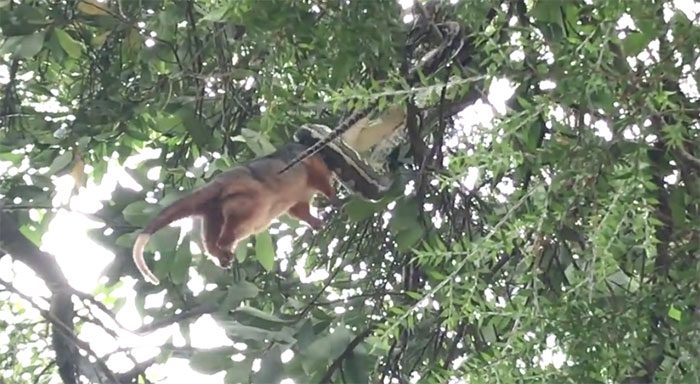 The python tightly coiled, dragging the marsupial up a tree.