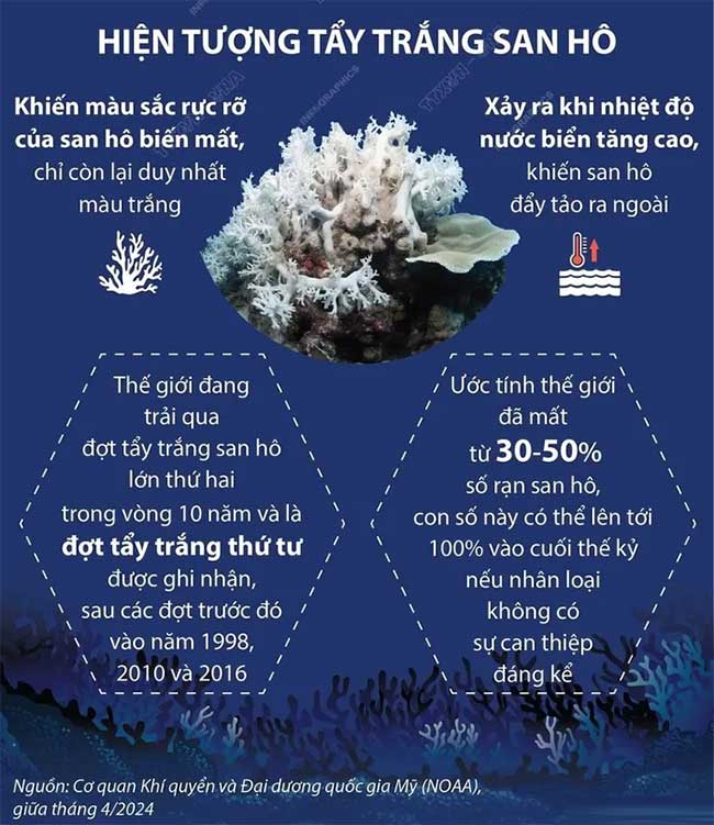 What You Need to Know About Coral Reefs Worldwide