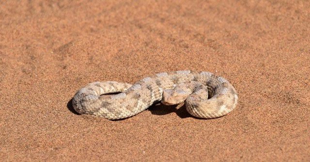 Sidewinder - The Fastest Moving Snake in the World