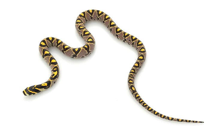 Patterns on the Mandarin Rat Snake's body resemble human eyes from a distance.