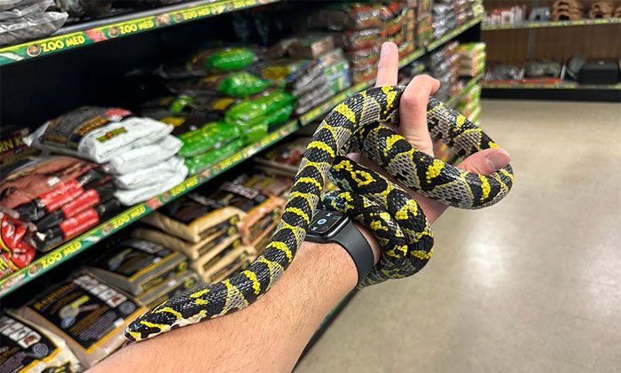 The Mandarin Rat Snake is a gentle species, making it a popular pet choice.