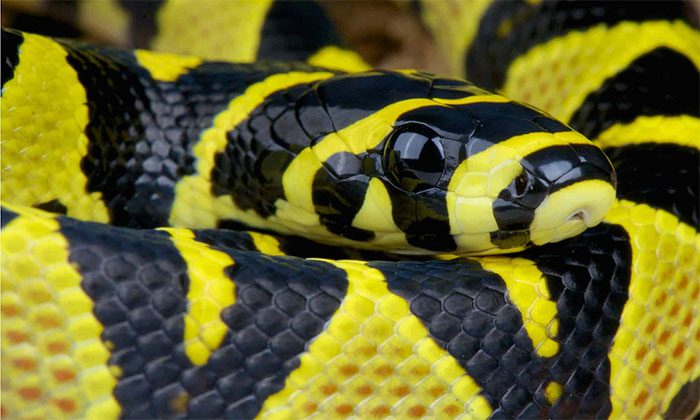 In Vietnam, the Mandarin Rat Snake is protected by law, prohibiting hunting and trading.