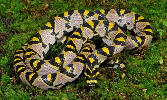 Beautiful patterns on the Mandarin Rat Snake's body.