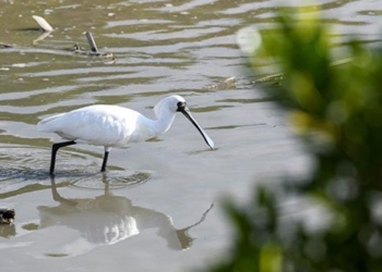 rare bird species expanding habitat in china 135045