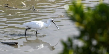 rare bird species expanding habitat in china 135045