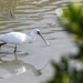 rare bird species expanding habitat in china 135045