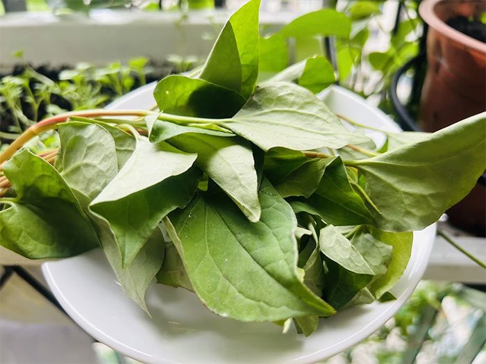 Fish Mint is a well-known herb in Vietnam.