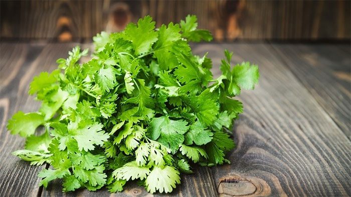 In traditional Iranian medicine, cilantro is used as an appetite stimulant.