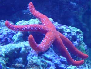 Starfish are echinoderms that possess the ability to "regenerate"